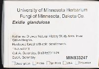 Exidia glandulosa image