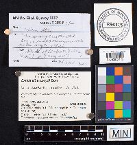 Exidia alba image