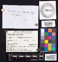 Exidia alba image