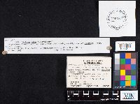 Exidia alba image