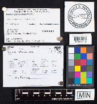 Exidia glandulosa image