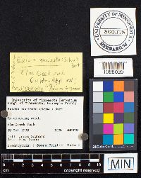 Media resource of Exidia nucleata