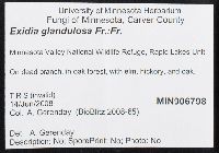 Exidia glandulosa image