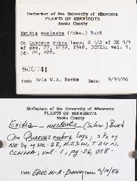 Exidia nucleata image