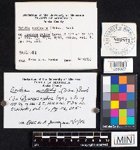 Exidia nucleata image