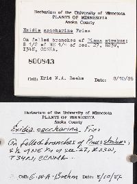 Exidia saccharina image