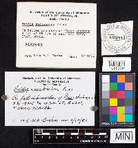 Media resource of Exidia saccharina