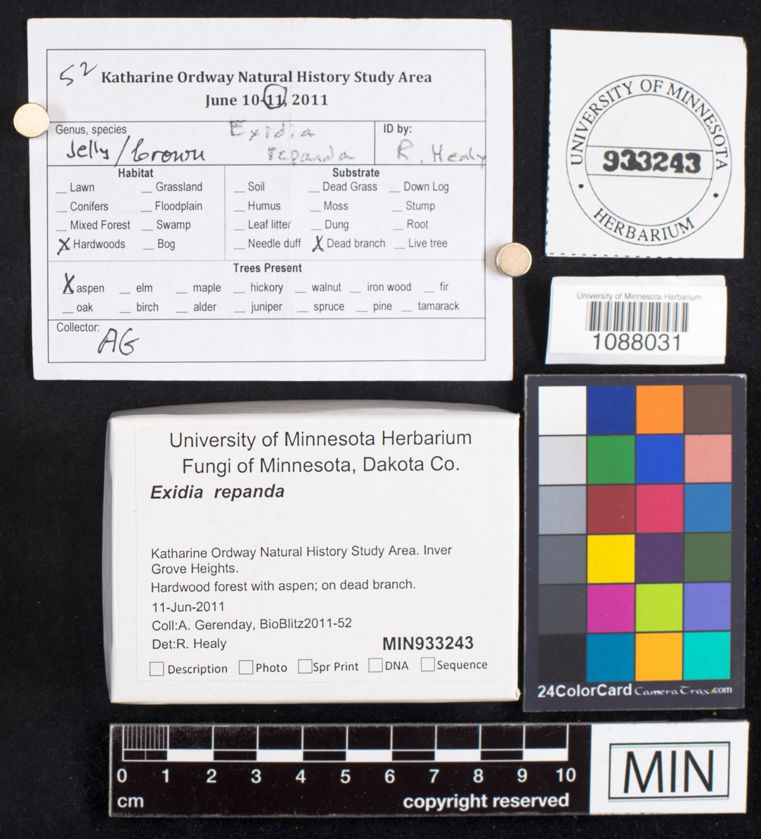 Exidia repanda image