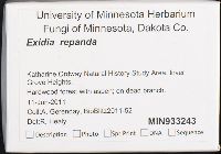 Exidia repanda image