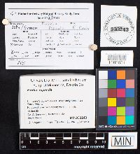 Media resource of Exidia repanda