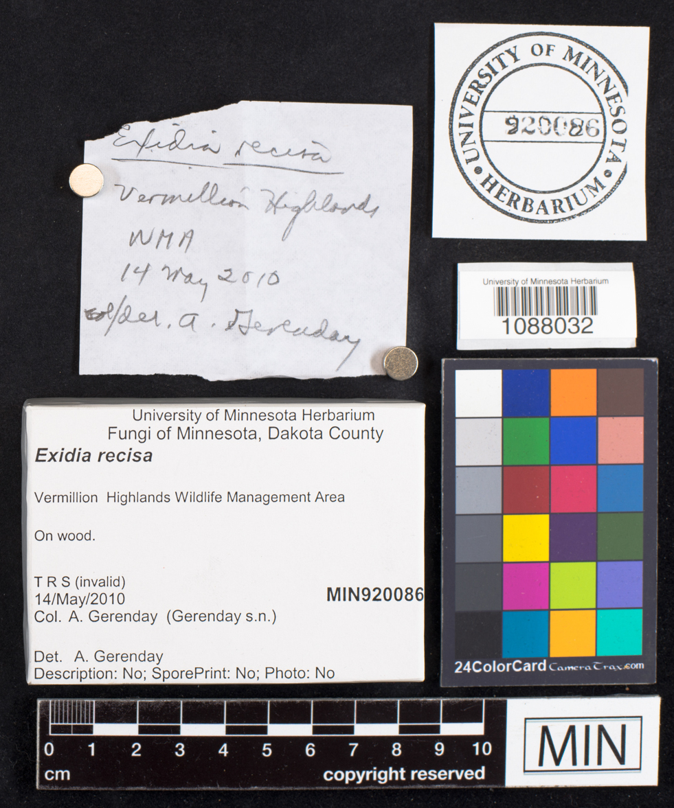 Exidia recisa image
