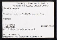 Exidia recisa image