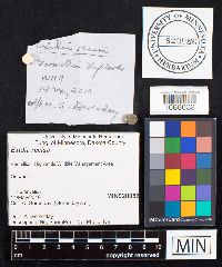 Image of Exidia recisa
