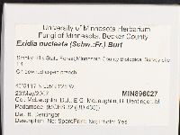 Exidia nucleata image