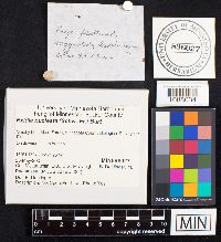 Exidia nucleata image