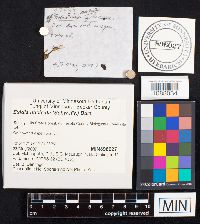 Exidia nucleata image