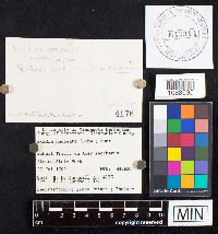 Exidia nucleata image