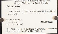 Exidia recisa image