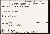 Flammulaster erinaceella image