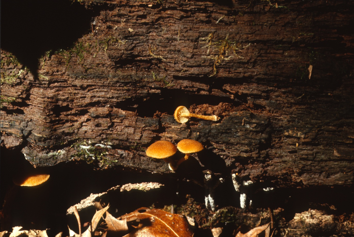 Flammulaster limulata image