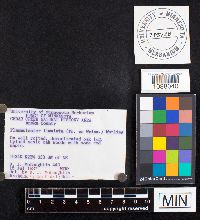 Flammulaster limulata image