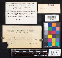 Media resource of Gymnopilus sapineus