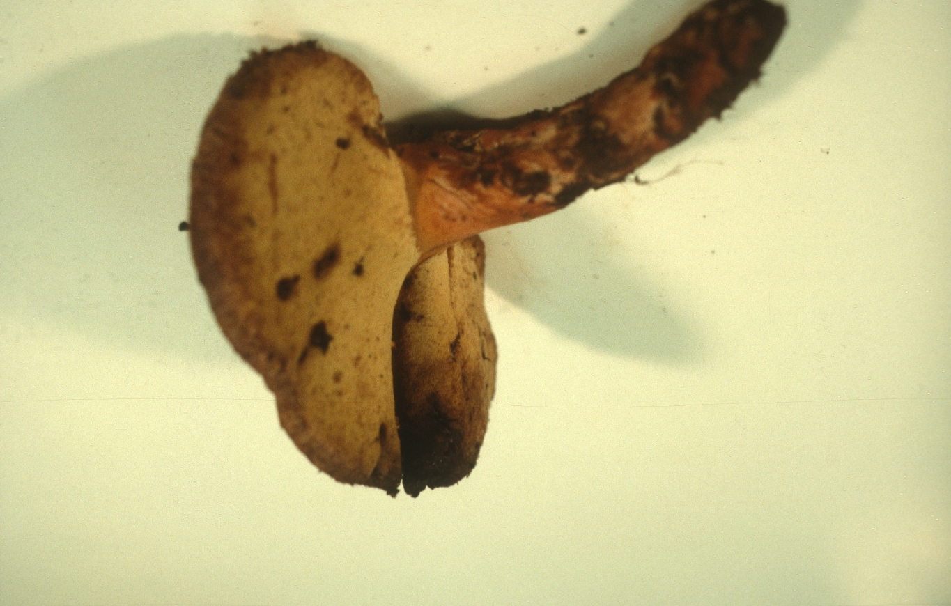 Fistulina hepatica image
