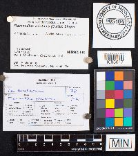 Flammulina velutipes image