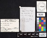 Flammulina velutipes image