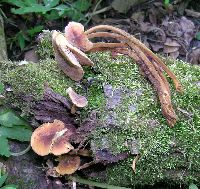 Flammulina velutipes image