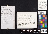 Flammulina velutipes image