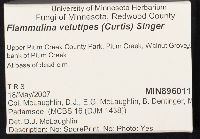 Flammulina velutipes image