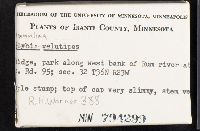 Flammulina velutipes image