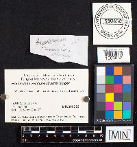 Flammulina velutipes image