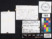 Flammulina velutipes image