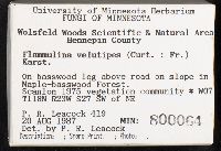 Flammulina velutipes image