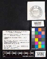 Flammulina velutipes image