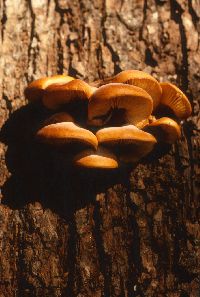 Flammulina velutipes image