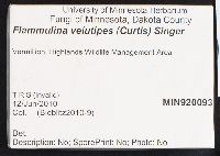 Flammulina velutipes image