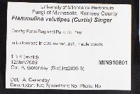 Flammulina velutipes image