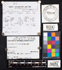 Flammulina velutipes image
