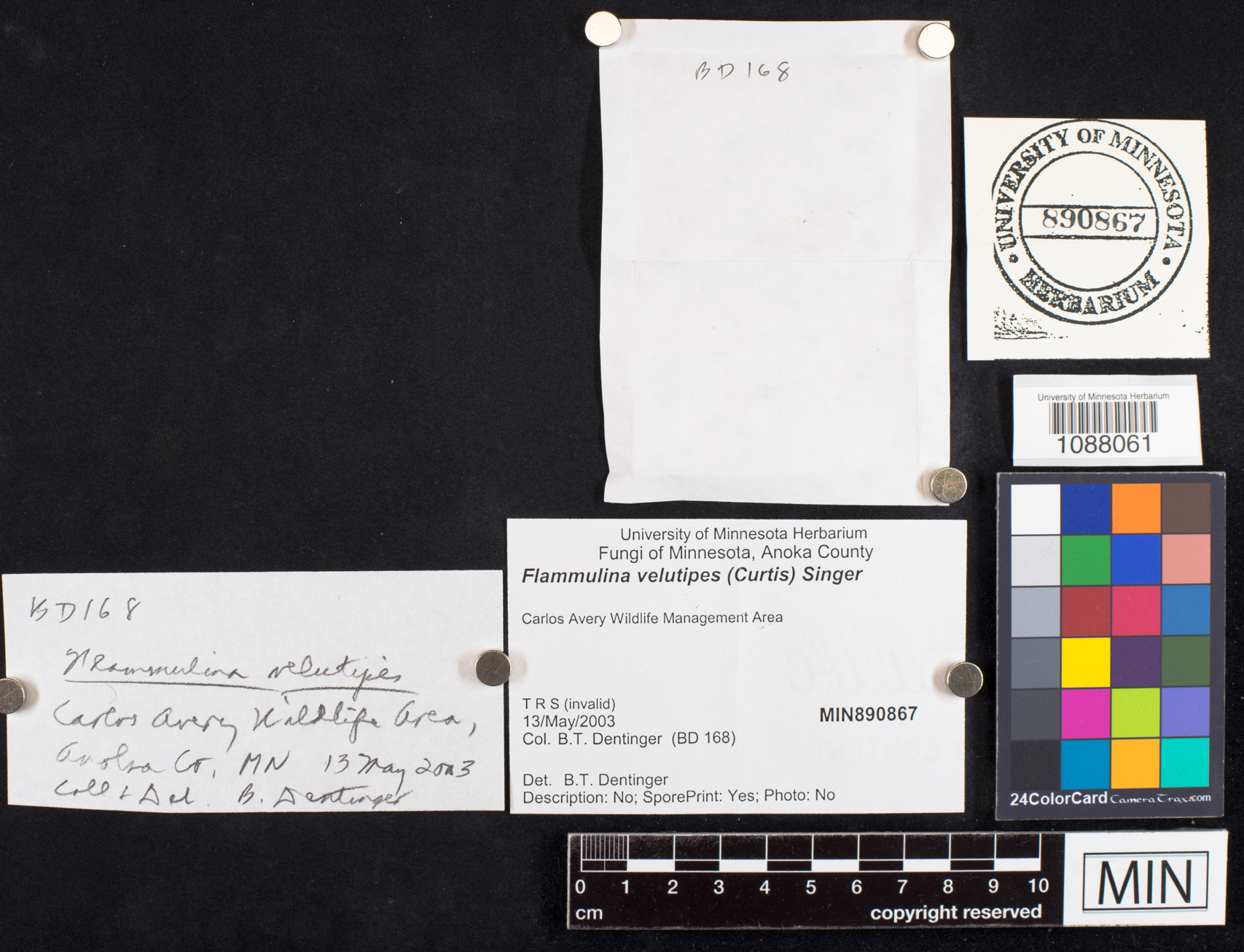 Flammulina velutipes image