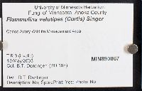 Flammulina velutipes image