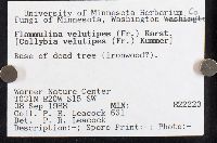 Flammulina velutipes image