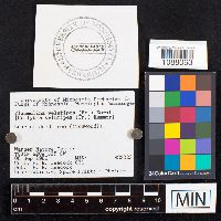 Flammulina velutipes image