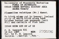 Flammulina velutipes image