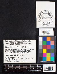 Flammulina velutipes image