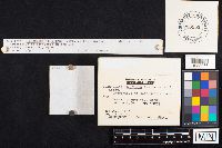 Flammulina velutipes image