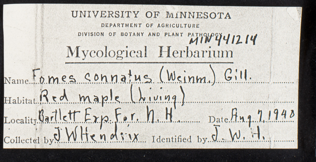 Oxyporus populinus image