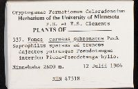 Fomitopsis rosea image